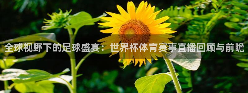 全球视野下的足球盛宴：世界杯体育赛事直播回顾与前瞻